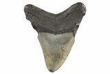 Fossil Megalodon Tooth - South Carolina #325239-1